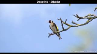 Distelfink  Stieglitz mit Gesang  European goldfinch singing  Carduelis carduelis 1080p HD [upl. by Percival]