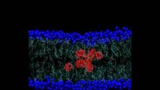 Fullerenes through the membrane [upl. by Ahseikan]