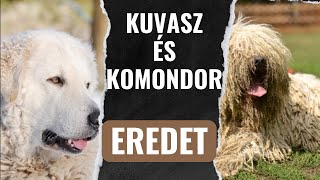 Komondor és kuvasz Származás melyik volt előbb [upl. by Aititel600]