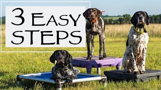 3 Steps To Develop A Calmer Dog [upl. by Nessnaj]