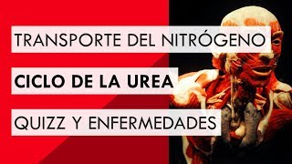 Después de este vídeo vas a entender realmente el Ciclo de la Urea [upl. by Edasalof]