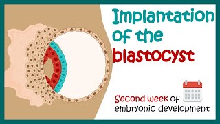 Implantation of the blastocyst  Week 2 of embryonic development  Developmental biology [upl. by Sprage177]