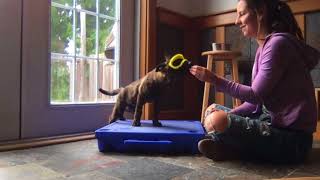 Rex Specs Training  Part 2 with West Coast Heeler Pack [upl. by Pachton]