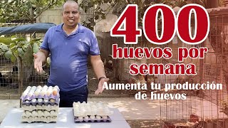 ¿Cómo aumentar la producción de huevos de gallina  Recomendaciones  Granja San Lucas [upl. by Hanover]