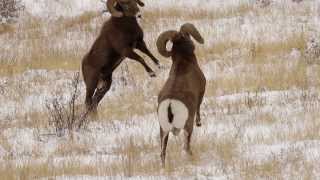 6 BIGHORN SHEEP RAMS HEADBUTTING in the RUT HD  Wildlife PhotographyColoradoTetonsJackson Hole [upl. by Neelac386]