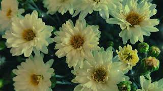 Chrysanthemum flower Garden Plant of the Month for September 2024 [upl. by Assele896]