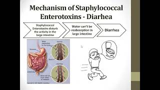 13 Detection and Determination of Staphylococcal Food Poisoning [upl. by Llenrev704]