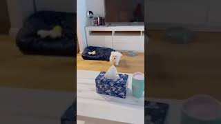 Malteser Welpe dreht durch malteser funnydogs funnypuppy lustigetiere funnydog funnyshorts vs [upl. by Livesay]