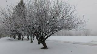 Gorgeous Hoarfrost Covering The Trees🤩 [upl. by Anwadal138]