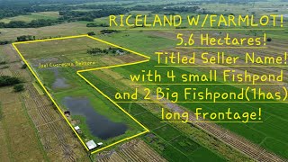 vlog 586 Beautiful RICELAND and Farmlot wfruit bearing treeswith 4 small and 2 Big Fishponds [upl. by Ynitsed]