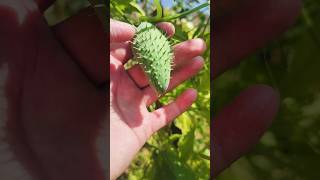 Sweet spiny gourd karelaa😋🤤organicnaturalkarelayummygourdsweetvegetablesfoodytshortsshorts [upl. by Emor]