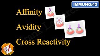 Affinity Avidity and Cross Reactivity FLImmuno42 [upl. by Sitoel]