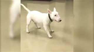 Bull Terrier Excited to See Owner [upl. by Bondon125]