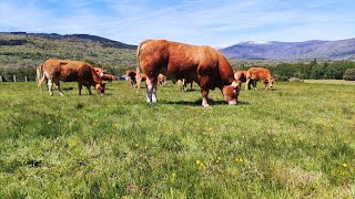 SINAÍ y el lote de vacas limusinas con partos de Septiembre ya destetadas en Ganadería del Aravalle [upl. by Oech998]