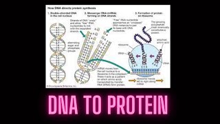 Dna to protein  3d animation [upl. by Lareine]