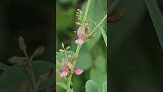 Indigofera  Source of NATURAL Blue Dyes n herb [upl. by Buderus]