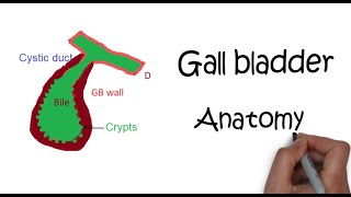 Anatomy of Gall Bladder Gross anatomy Composition Structure Vasculature Innervation amp Function [upl. by Pedrotti594]