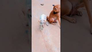 Dog love dog puppy animals doglover cute [upl. by Nev]