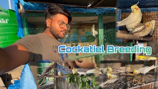 Cockatiel Birds Breeding progress  cockatiel breeding information  best breeding tips [upl. by Clayberg]