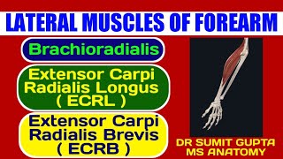 BRACHIORADIALIS ECRL and ECRB  ANATOMY [upl. by Uttica]