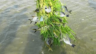 TRADITIONAL FISHING USING COCONUT LEAVES [upl. by Juna]