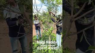 Branch pruning method for mango plants  Benefits of Pruning  Why Pruning Mango Plants [upl. by Ikir495]