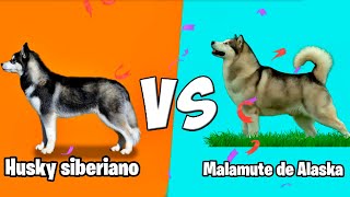 Husky siberiano vs Malamute de Alaska  Quien Gana [upl. by Kinelski]