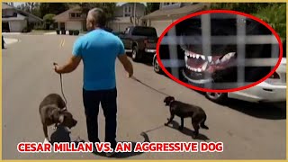 Aggressive or Insecure Dog  Cesar 911 [upl. by Ennazor]