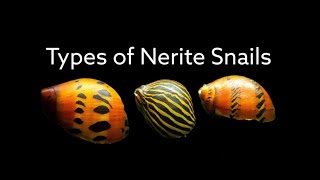 Types of Nerite Snails  Different Nerite Snail Varities  Aquarium Snail Species  Fish Keeping [upl. by Eimmis]