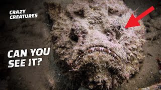 Stonefish Are Venomous Masters of Disguise [upl. by Aicilf]