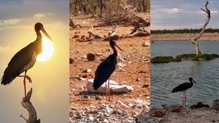 Namibia Safarihoek Live Wildlife Cam Bociany Czarne  Black Storks 🌞amp🌝 1516112024 [upl. by Velasco]