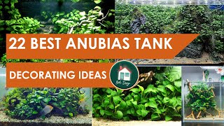 22 Best Anubias Planted Tank Decorating Ideas [upl. by Burtis]