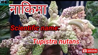 नाकिमा सब्जी जड़ी बूटी Nakima or Tupistra nutans [upl. by Ibed]