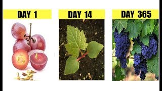 How To Grow Grape Vines from Seeds Step by Step [upl. by Ahsima]