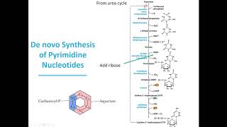 MBS Lehninger Chapter 22 Biosynthesis of Pyrimidines [upl. by Abocaj]