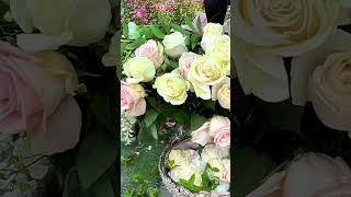 Rose garden sunrise cicadas ambience nature garden [upl. by Ailat]