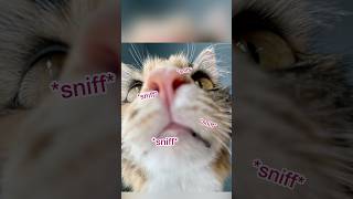 Just a quick sniff test 😺 snifftest happy cat cutecats funnycats mikaandmocha rescuecat [upl. by Novihs]