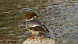 Goosander or Merganser Mergus merganser ♀  Gänsesäger 2 [upl. by Jaine]