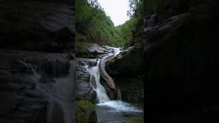 Snake in waterfall animal snake wildlife cobra snakeking [upl. by Judi966]