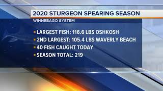 Day 8 Sturgeon Spearing season latest numbers [upl. by Akel]