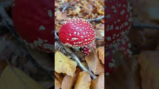 Herbstfarben auf der Insel Rügen Fliegenpilz [upl. by Vesta]