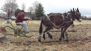 Mules Plowing Woodbury Tenn [upl. by Hewitt697]