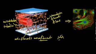 الهيكل الخلوي  Cytoskeleton [upl. by Haldi]