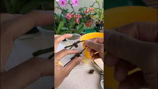 How amazing to grow orchids propagate plant fast and easy orchid [upl. by Lexine383]