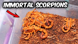 These SCORPIONS LIVE FOREVER [upl. by Eseila702]