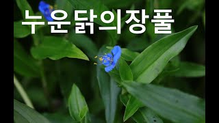 누운닭의장풀Carolina dayflower [upl. by Anej904]