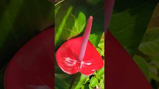 Red Anthurium ആന്തൂറിയo [upl. by Fasa]