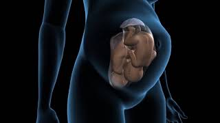 Types of twins pregnancy  Dichorionic twins  3D Anatomical Visualization [upl. by Littman]