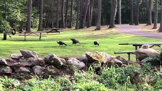 Wild Turkeys Eat Up Close while Crow sends an alert  Housatonic Meadows State Park Campground [upl. by Pius937]