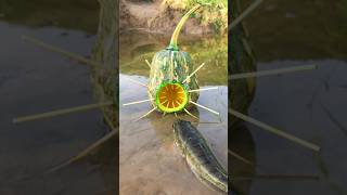 Survival Skills Simple and Useful with Pumpkin Fish trap survival bushcraft outdoors shrots [upl. by Neoma]